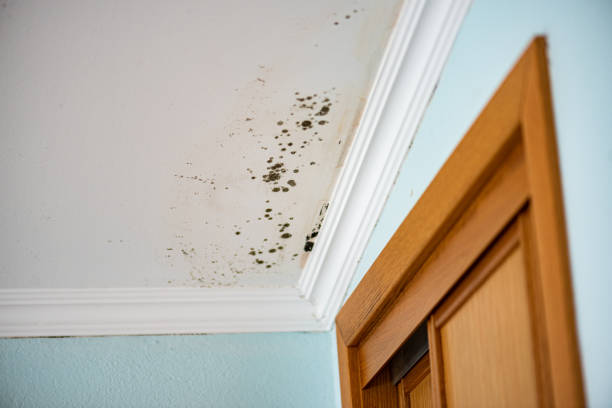 Best Crawl Space Mold Removal  in Eielson Af, AK