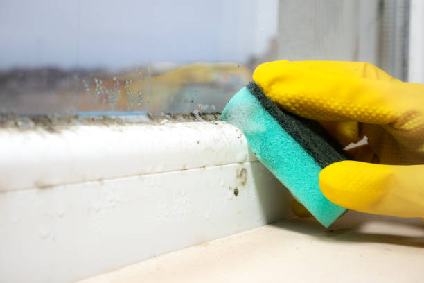 Best Local Mold Removal Service  in Eielson Af, AK