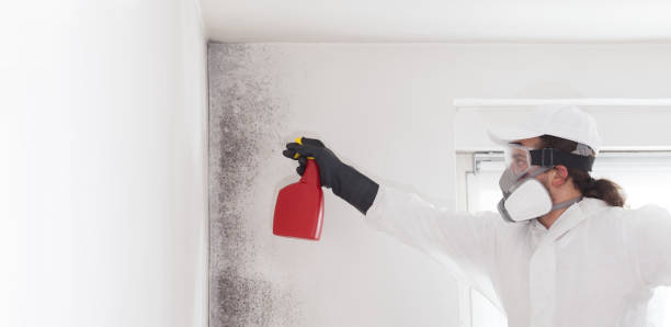 Best Fast Mold Removal  in Eielson Af, AK
