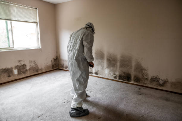 Best Best Mold Removal Companies  in Eielson Af, AK