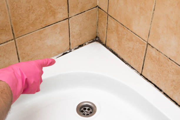 Best Certified Mold Removal  in Eielson Af, AK