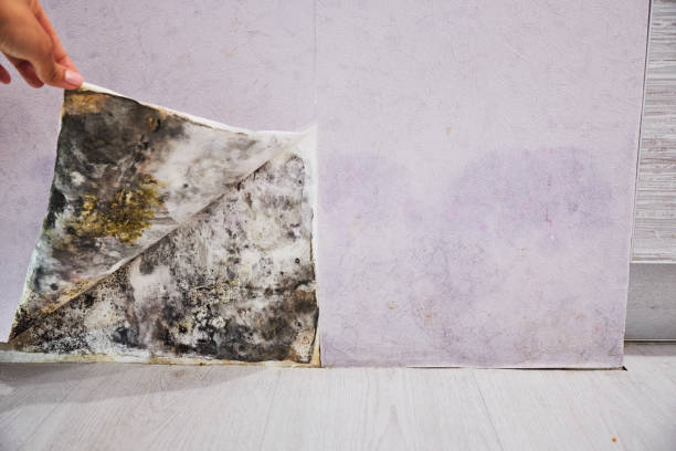 Water Damage Restoration in Eielson Af, AK